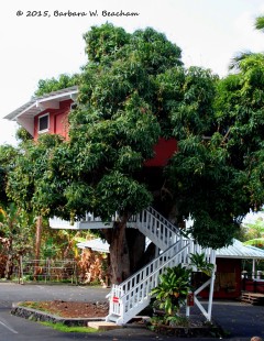mango tree, tree house